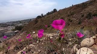 Hiking the Ventura Botanical Gardens in Downtown Ventura