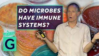 Do Microbes have Immune Systems? - Robin May