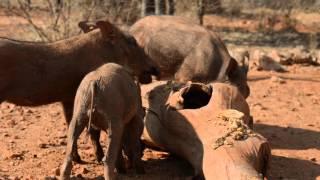 Warthogs foraging at Naankuse