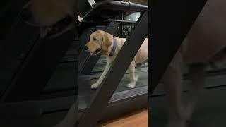 Gym time for snow #dog #gym #insta #petlove #love #life #trending #viral #shorts #youtubeshorts