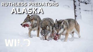 WILD ALASKA | Battle for Survival in Predator Territory | Animal Documentary