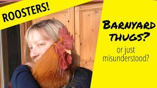 Roosters are NOT bad!