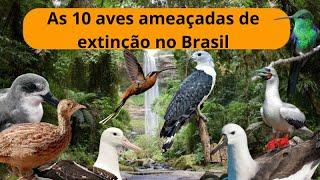 As 10 aves ameaçadas de extinção no Brasil