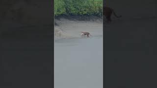 Tiger sighting in Sundarban National Park West Bengal Royal Bengal Tiger Sundarbans