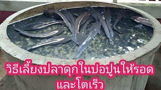 วิธีเลี้ยงปลาดุกในบ่อปูนให้รอดและโตเร็ว