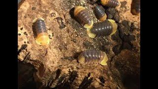 #13. Cubaris sp. rubber ducky and TIPS FOR SUCCESSFUL CULTURE for ducky isopods.