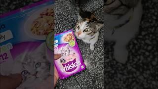 whiskas cat food | Tuna gravy reaction. #kitten #catfood #cat #viral #cats #shorts