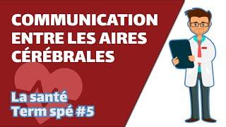 Communication entre les aires cérébrales- SVT - SANTÉ Term spé #5 - Mathrix