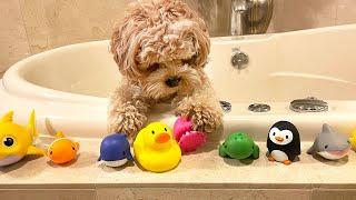 My Dog Reviews Baby Bath Toys