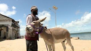 Donkeys In Danger - BBC What's New?