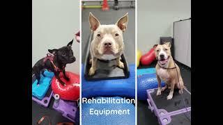 Our New Dog Training & Rehab Center