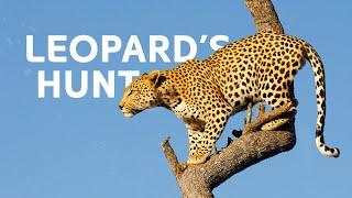 Leopards Vs Hyenas: The Fight For Survival In The Okavango Delta | Leopard Documentary