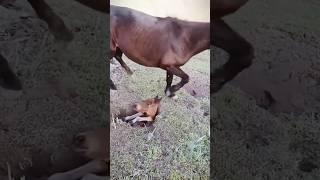 horse  short  video #youtubeshorts#animals #animalattitude #funny #donkey #trendingshorts #shorts