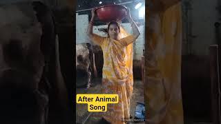 After Animal Movie Dairy Farming #virelshorts #dairyshorts #animalshorts #animal #song