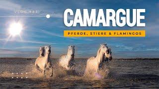 Mit dem Wohnmobil in die Camargue: Camargue Pferde, schwarze Stiere & rosa Flamingos (VLOG #85)