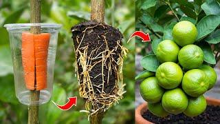 Grow Lemon Tree FAST with These Pro Tips!
