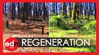 Amazing Timelapse Captures Bushland Recovering After Devastating Bushfires in Australia