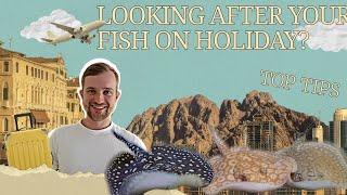 HOW TO LOOK AFTER YOUR FISH ON HOLIDAY