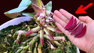 Just a few slices per pot of orchids! Guaranteed to bloom instantly