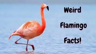 Weird Flamingo Facts You Never Knew Existed - Prepare to Be Amazed!