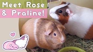 Meet Rose & Praline!