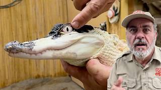 RAREST BLACK AND WHITE ALLIGATOR IN THE WORLD