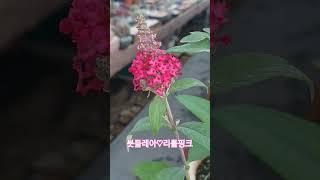 말이 필요없는 붓들레아!#야생화#붓들레아#붓들레아리틀루비