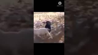 dog mating small goat