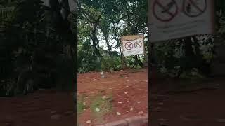 so mani monkey in the out side#tranding #videoshort