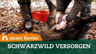 Schwarzwild bei der Drückjagd versorgen I ASP-Proben entnehmen I Keiler aufbrechen I #15