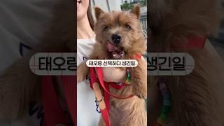 태오를 만나면 반갑게 인사해주세요️ #마태오 #반려견 #반려견일상 #강아지 #강아지브이로그 #doglife