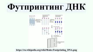 Футпринтинг ДНК