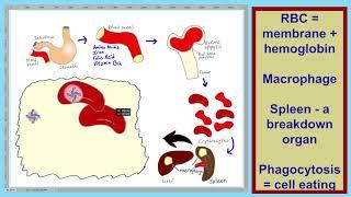 Blood L24   RBC Life Cycle 100X