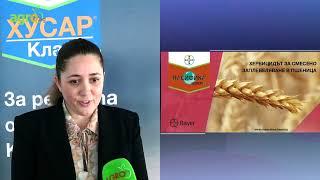 Топ хербициди на Байер в пшеница: Хусар Клас и Пасифика Експерт