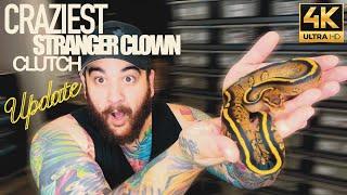 Crazy Stranger Spotnose Yellowbelly Clown clutch UPDATE!!!