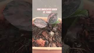 Unboxing new zz plant #plants #zzplant #plantlife #shorts