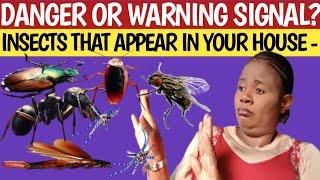 If Any Of These 7 INSECTS come to Your House This Is What it Means SPIRITUALLY - Do This Immediately