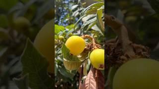 8 мая, в Сочи уже поспел первый фрукт в этом сезоне #мушмула пробовали?