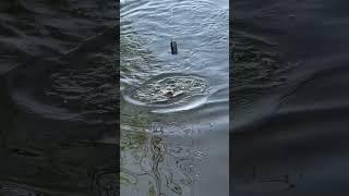 18.04.2025 Десна ПІДПИШИСЬ‼️ Тут про РИБАЛКУ #fishing #shorts #tiktok #reels