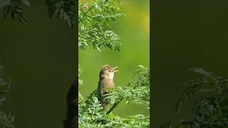 Amazing Marsh Warbler Bird Sounds