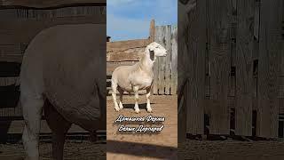 Продаётся!  5 месяцев!  Домашняя Ферма Белых Дорперов / Удмуртия  #whitedorper #dorper
