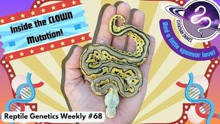 Inside the Clown Genetic Test + Leviathan Snakes Shout Out! - RGW Ep68