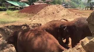 Elephant Pass Away Peacefully At Her Forever Home - ElephantNews