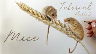 Harvest Mice in Coloured Pencils / Drawing Tutorial - Part 3