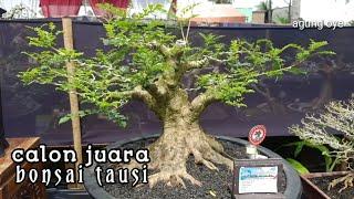 bonsai tausi calon juara