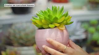 Detecting diseases for succulent through leaf condition // Joy Garden Succulent