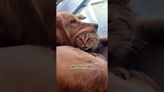 Домашние кошки интригуют своим поведением #смешно #юмор #кошки #cat #animals #кот #смешныекошки