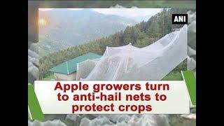 Apple growers turn to anti-hail nets to protect crops - Himachal Pradesh News