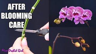 Orchid Care for Beginners - What to do after Phalaenopsis blooms fall? Cutting spike & aftercare