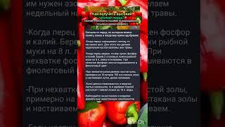секреты урожая болгарского перца